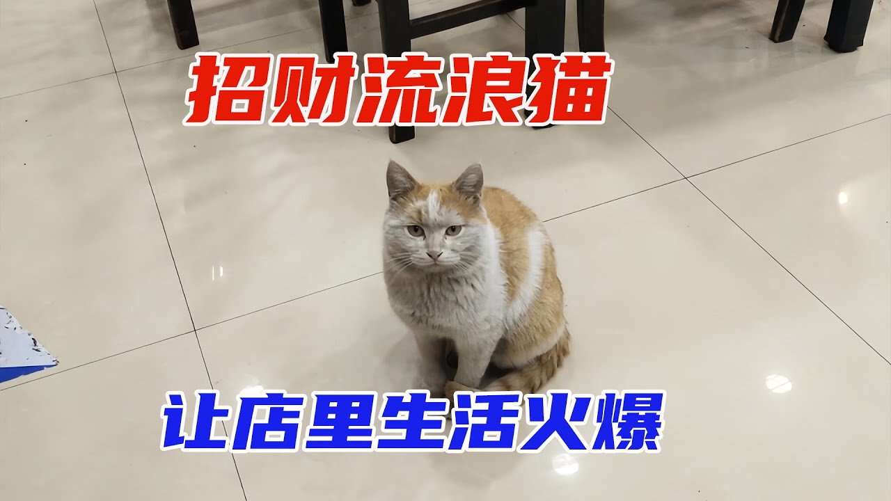 流浪貓來店里乞討，老板娘的做法令人暖心。