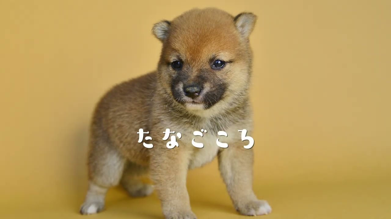 たなごころ』遠藤一馬（ex.SIAM SHADE） - YouTube