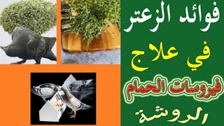 فوائد الزعتر في علاج فيروسات الحمام الروشة ( الحلقة 2)