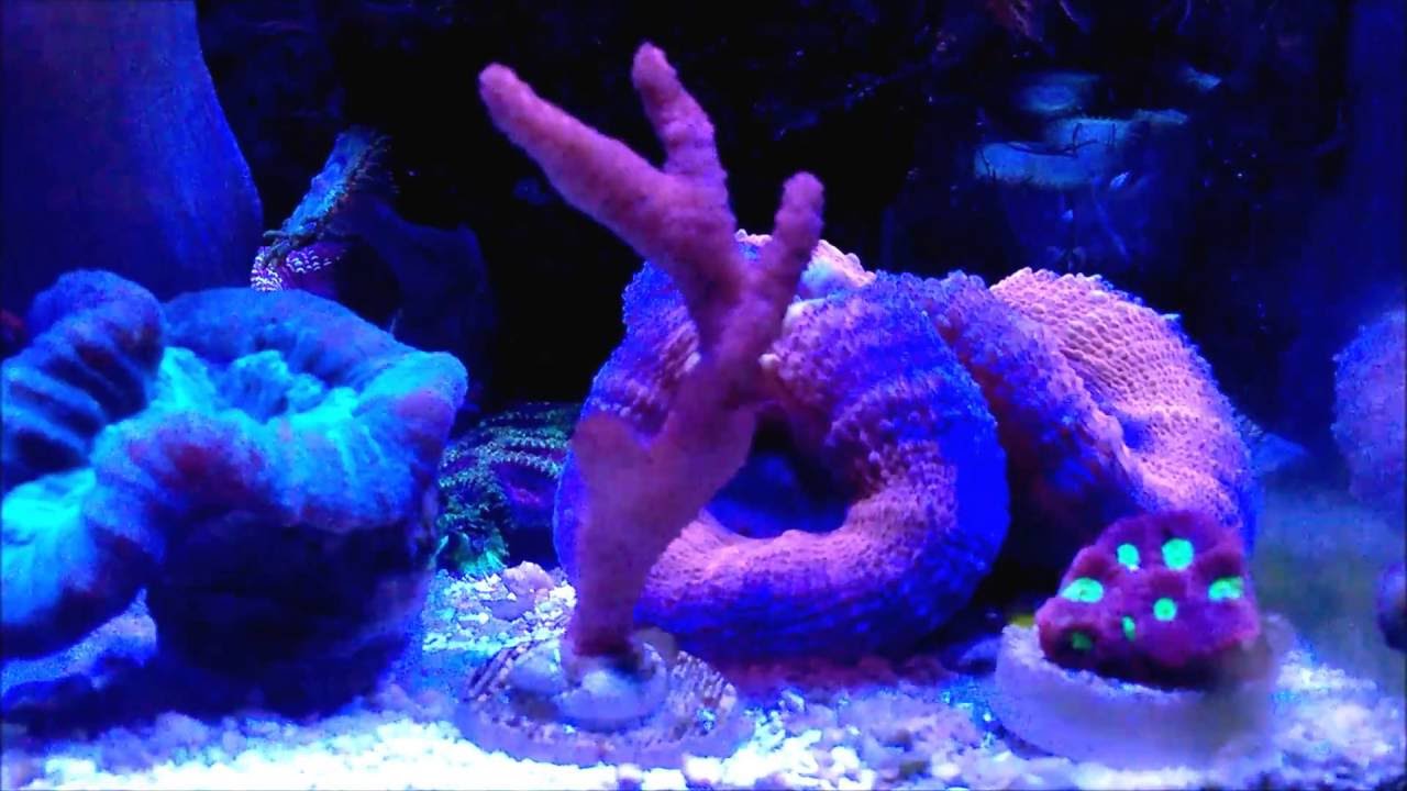 Montipora digitata SPS coral - YouTube
