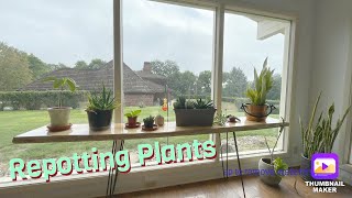 Repotting House Plants