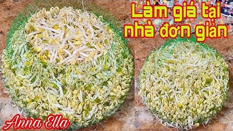 Làm giá bằng túi lưới . K cần giấy hay khăn.Thu hoạch sau 3 ngay . Cách bảo quản giá để được lâu .