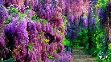 قرآن كريم بصوت القارئ عبد الله الموسى // اجمل حالات واتس اب دينية // تلاوة خاشعة
