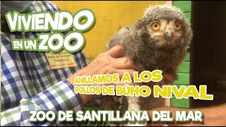 Anillamos a los Búhos Nivales