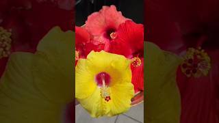 Hibiscus flower my backyard garden #florida #nature #beautiful#flowers #backyard #hibiscus#gardening