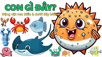 👉 Bé Khám Phá Đại Dương | Học Tên Các Con Vật Biển: Cua Đá, Cua Nhện, Cá Mặt Trăng, Cá Nóc, Cá Đuối