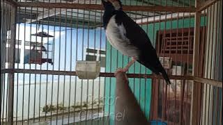 Masteran Jalak suren suara Kucing/meong