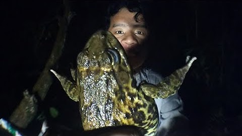 Cắm câu ếch mới thăm cái đầu tiên đã đính ếch khủng và món ếch xào củ hành ăn dưới mưa |frog fishing