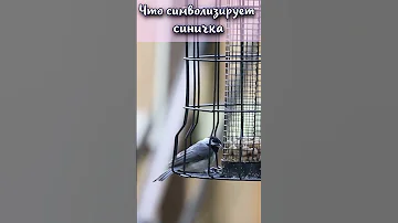 Что символизирует синичка? #shorts