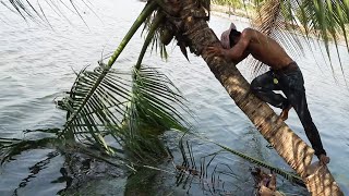 Đốn Cây dừa Bằng cây cưa dài 30cm Thử thách mới của anh núi leo dừa.Thanh Hoai KG