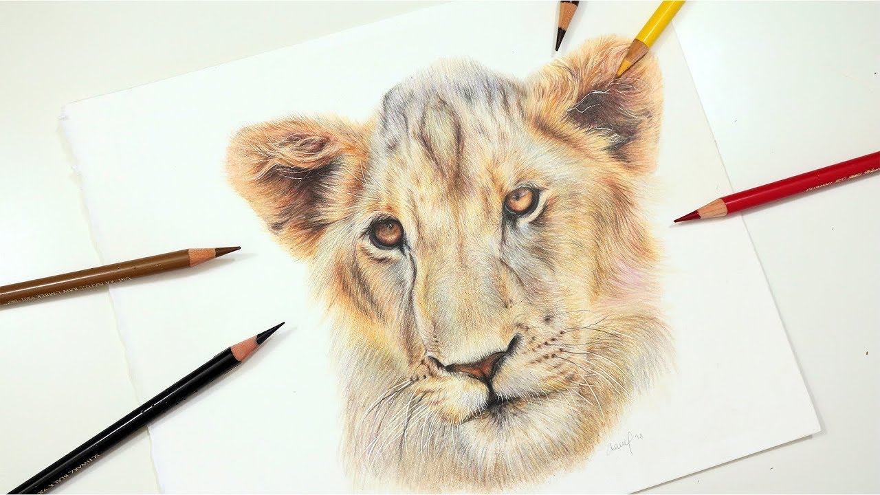 Learn to Draw a Realistic Lion using Colored Pencil ...