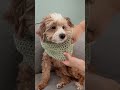 Crochet Dog Sweater