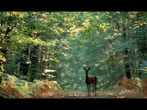 Vidéo: Les forêts boréales sont un coin de nature spécial