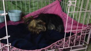 Yorkie Signs of Labor