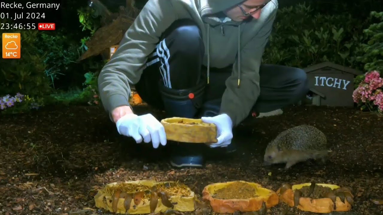 @NatureTec  Encounter with a wild hedgehog🥰/Begegnung mit einem wilden Igel😍#wildlife #hedgehog