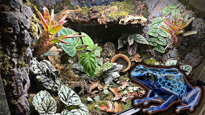 Boa Constrictor Care guide and bioactive terrarium maintenance – The Bio  Dude