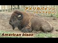【強い動物】アメリカバイソン（バッファロー）の生態（American bison）（Buffalo）