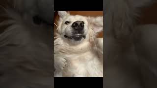 Quirky Dog (Sped up)-Kevin MacLeod