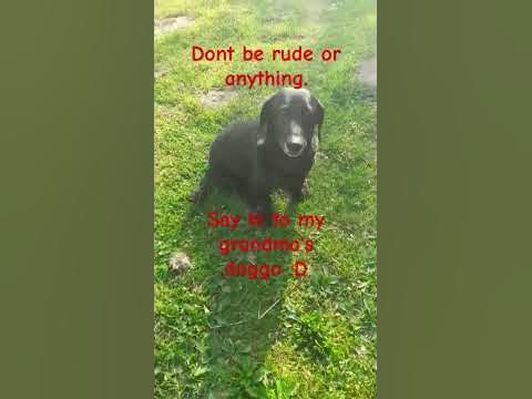 Doggo #dog #cute - YouTube