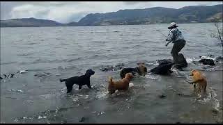 #shorts Golden Retriever / laguna de tota Colombia./ Perro acuático by Aprendamos Juntos con Damary 475 views 1 year ago 27 seconds