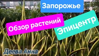картинка: Обзор растений в Эпицентре Запорожье 20.10.25