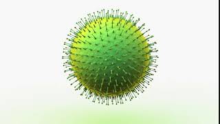 Coronavirus 3D Model by Tomoplace