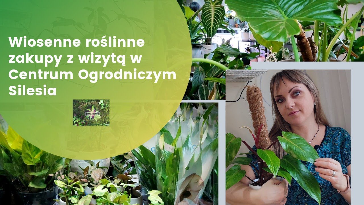 Wiosenne roślinne zakupy z wizytą w Centrum Ogrodniczym Silesia. #rośliny