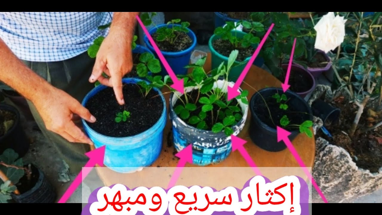 أسرار الزراعة في الإكثار من الفراولة ( سريع ومنتج)