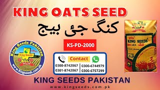 king  oats seed