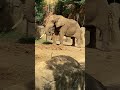 動物園といえばゾウさんだよね❣️