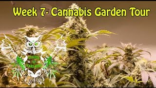 Cannabis Garden Tour - Week 7 Flower | Flushing Weed | Marijuana Garden Tour