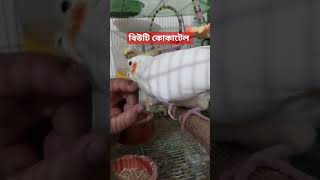 shorts all lovebirds cocaktail birdslover bird কোকাটেল কবুতর