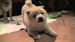 Shiba Inu Puppy barking and showing who the boss is 8 weeks old
