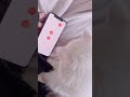 #cat #課長 #猫のいる生活 #ペルシャ #猫ミーム