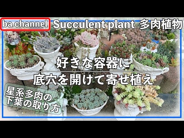 8 多肉植物 好きな容器に底穴を開けて多肉の寄植え Succulent Youtube