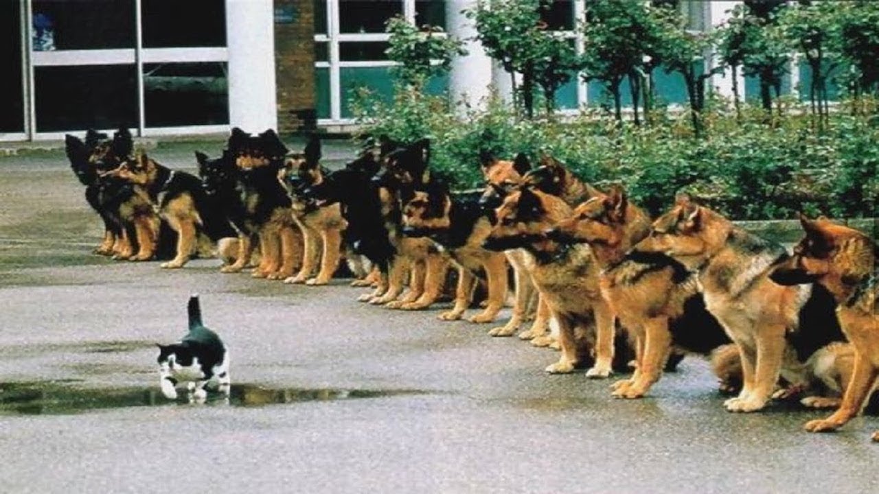 Die Intelligentesten Tiere Der Welt!