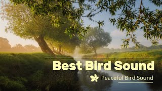 Birds Sound | bird chirping sound | Peaceful Bird Sound