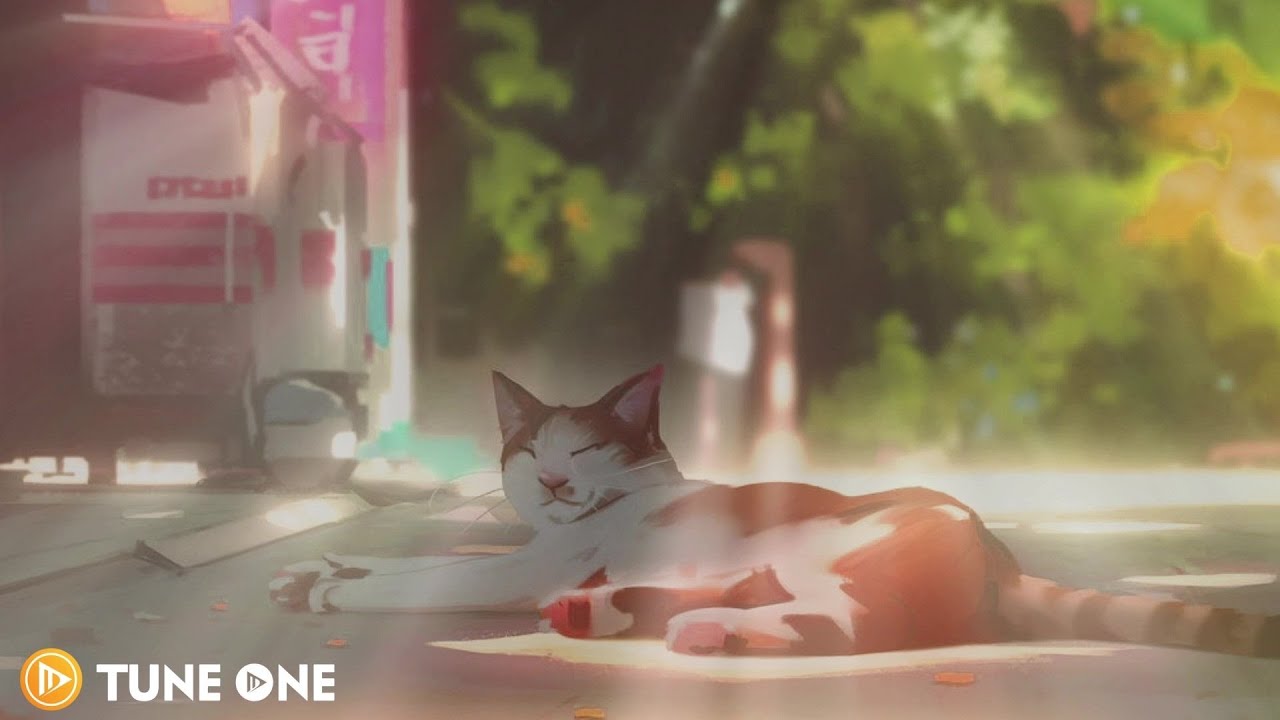 ⁣A yawning cat to brighten your day🌼 Lofi study chill mix ~ Beats to relax/study/chill to