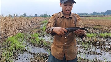 Bắt Cá Ruộng Cạng - Bắt Được Cá Rô Đồng, Cá Trê Lai Khủng & Cá Lóc Đồng To Béo 