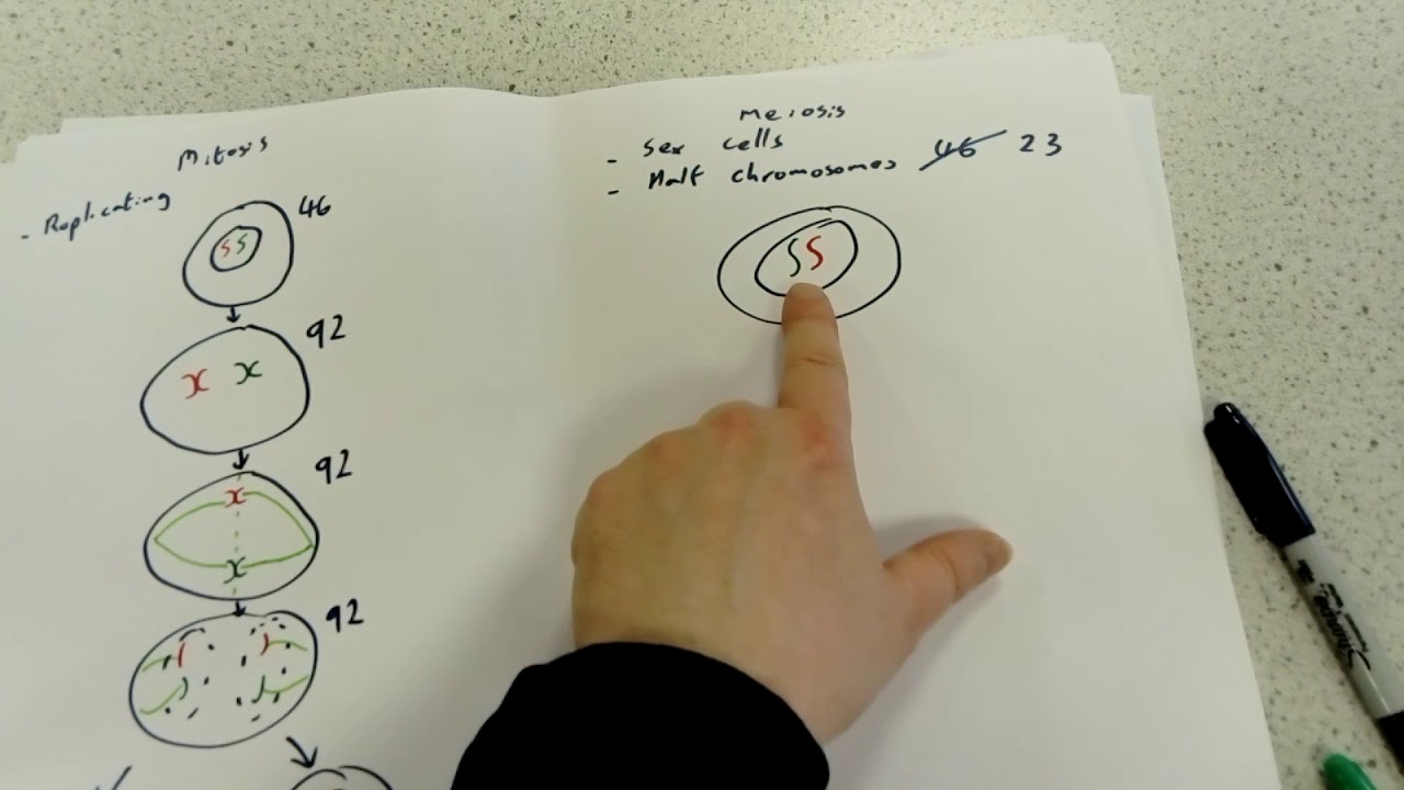 GCSE Biology Mitosis & meiosis summary camera iphone 8 plus apk