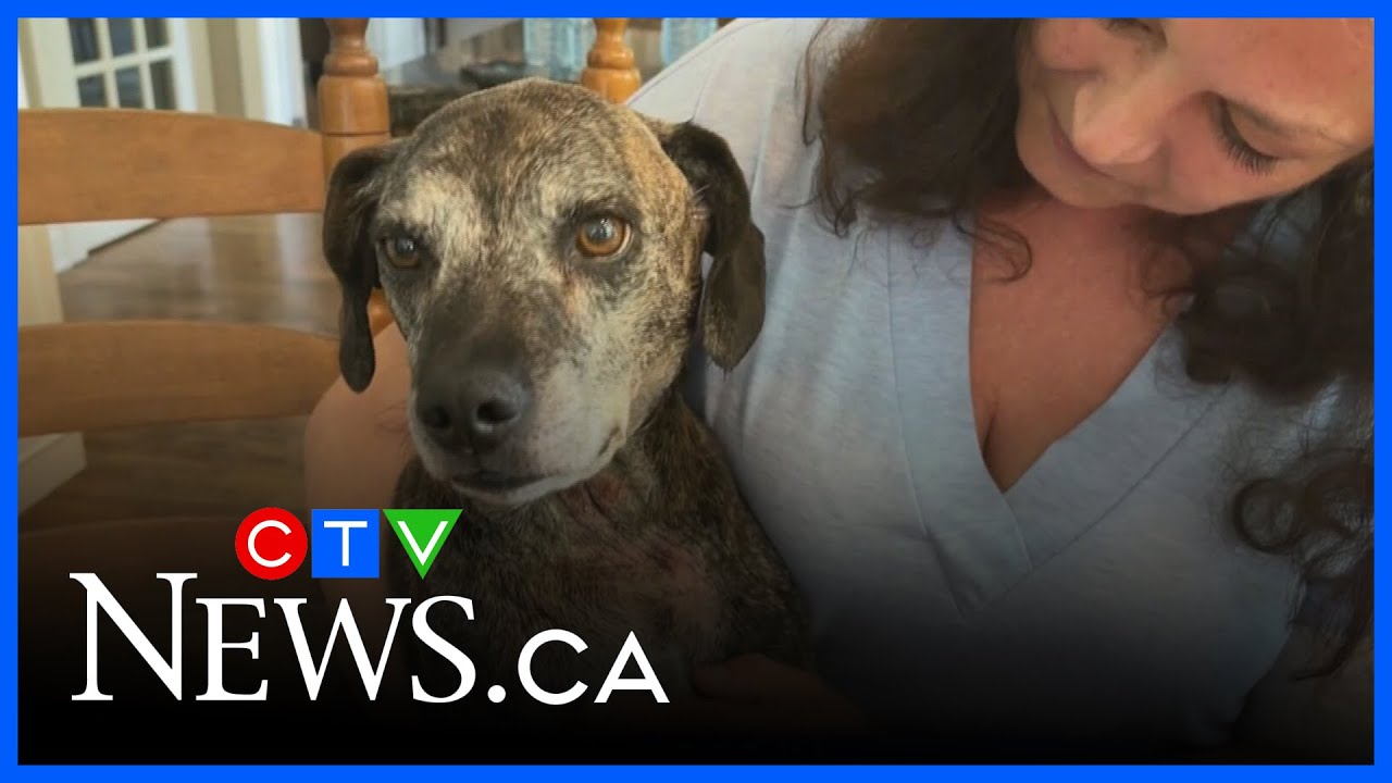 Bylaw lays charges in dog attack - YouTube