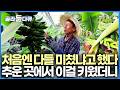 모두가 망할 거라고 비웃었는데 이게 웬걸. 기온 낮은 강원도 불리한 조건 이겨내고 바나나 키우는 데 성공했다|불가능을 가능으로 만든 원주 열대과일 농장|고향민국|#골라듄다큐