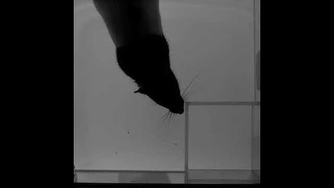 CIA-Rat - An example of contact-induced asymmetry in a rat