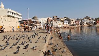 Пушкар, Индия - священное озеро, коровы, верблюды. Pushkar, India - sacred lake, cows, camels