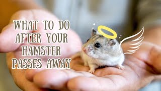 What To Do When Your Hamster Passes Away