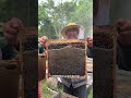 今天帮邻居家搅椴树蜜 这密真纯密度真高真像样 我的乡村生活 大山里的味道 纯天然绿色食品 今天帮邻居家搅椴树蜜 这密真纯密度真高真像样 我的乡村生活 大山里的味道 纯天然绿色食品