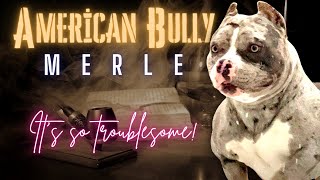 Merle American Bully  Is it a genetic defect or a special strain?!