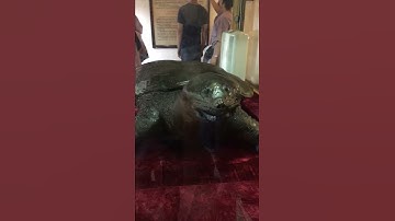 NTB FUNNY - Xác ướp Cụ rùa hồ Gươm tại đền Ngọc Sơn