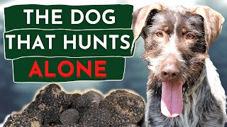 The Truffle Dog That Can Hunt Alone
