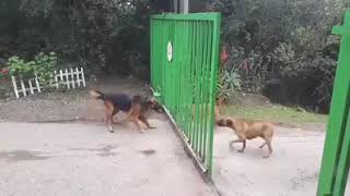 Jo dikhta hai woh hota nahi | #dog #doglover #dogcomedy by Machostindia 167 views 4 years ago 39 seconds